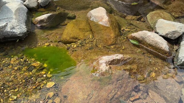 Bright green algae bloom in a rocky shallow stream