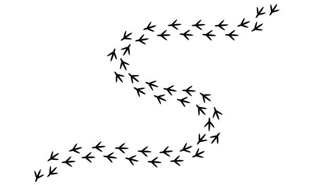 A winding trail of black bird footprints arranged in a smooth s-curve pattern on a clean white isolated background