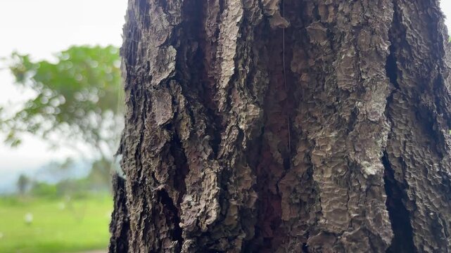 Closeup of rough tree bark with a blurred green landscape in the background