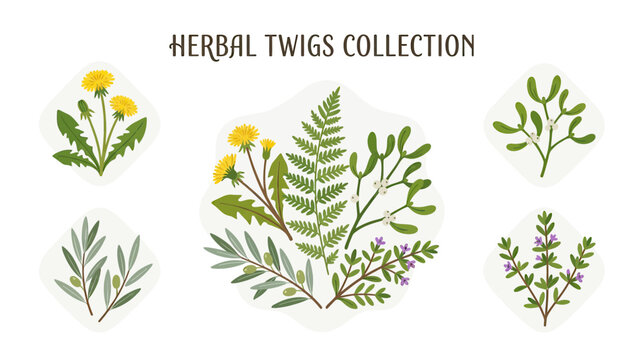 Botanical Elements Collection with Herbs and Flowers