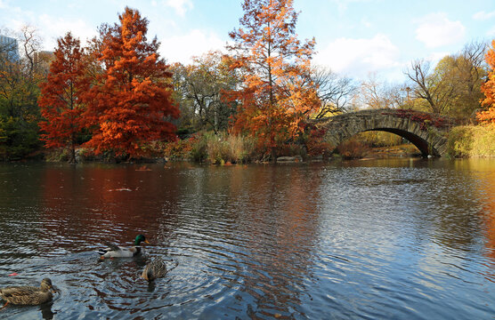 Autumn with Gapstow Bridge - Central Park, Manhattan, New York City