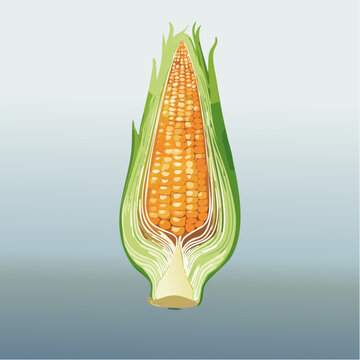 Vascular bundles in monocot plant anatomy. Cross section of corn showing internal structure.