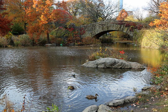 Idyllic scenery on the Pond - Central Park, Manhattan, New York City