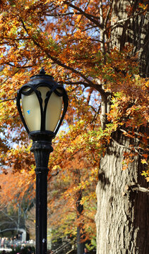 The lantern and autumn oak vertical