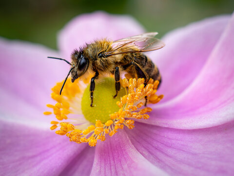 Honey Bee collecting pollen from a pink Anemone