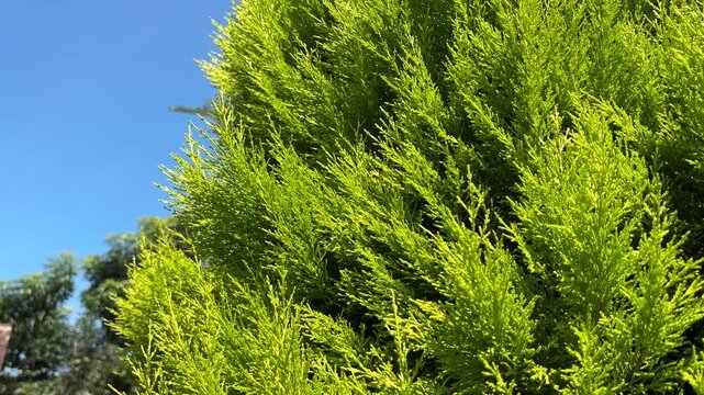 Lush green cedar branches against a bright blue sky