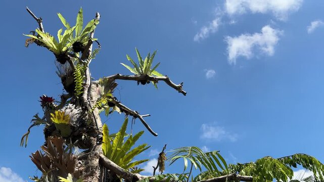 A closeup lowangle view of a tree with epiphytic plants against a blue sky