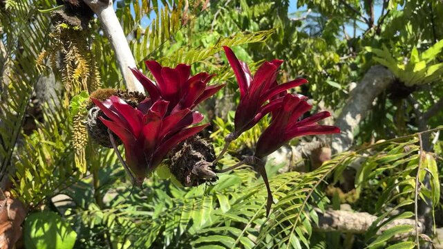 Three red bromeliad flowers hang from a tree branch with green leaves