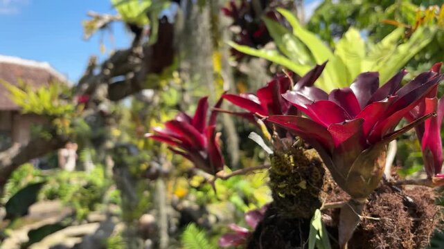 Closeup of vibrant red bromeliads hanging from a branch