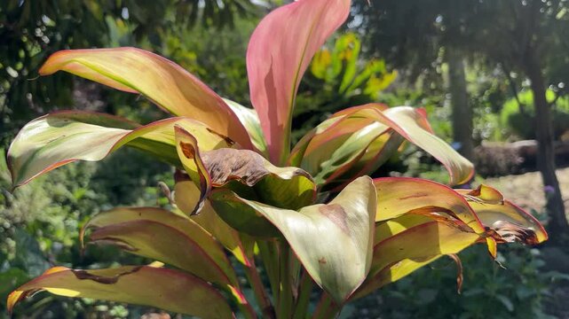 Closeup of drooping multicolored leaves with sunlight