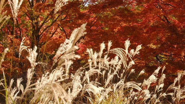 秋色に包まれた風景