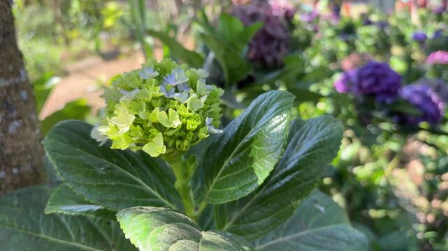 A cluster of light green and blue hydrangea blooms with large green leaves