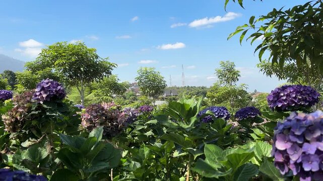 Purple hydrangeas bloom against a bright blue sky with fluffy clouds