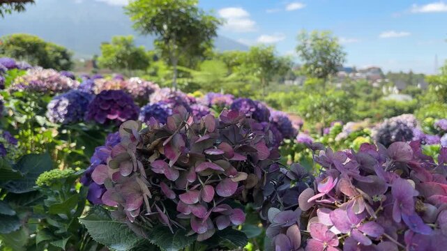 Purple hydrangeas with blurred background of greenery and sky