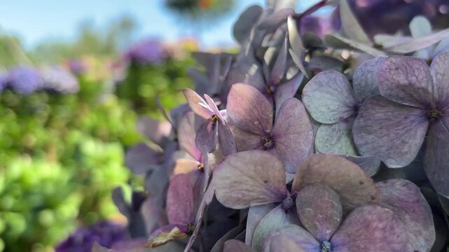 Closeup of purple hydrangea flowers with bokeh background
