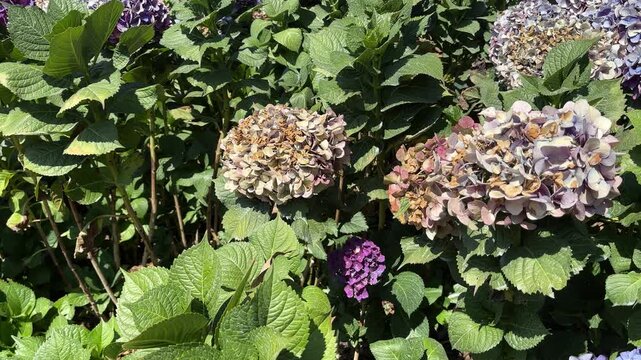 Hydrangea flowers with green leaves and dried blooms
