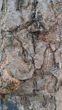 4K close up footage of detailed wood texture and rough bark surface of sugar apple tree trunk. Natural wood grain, organic pattern, tree bark detail. Perfect for background, 3D mapping, and nature.