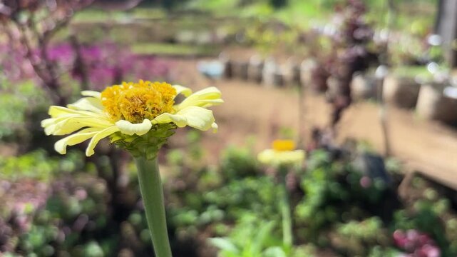 A closeup of a yellow zinnia flower hanging upside down