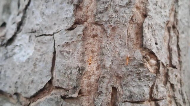 4K close up footage of detailed wood texture and rough bark surface of sugar apple tree trunk. Natural wood grain, organic pattern, tree bark detail. Perfect for background, 3D mapping, and nature.