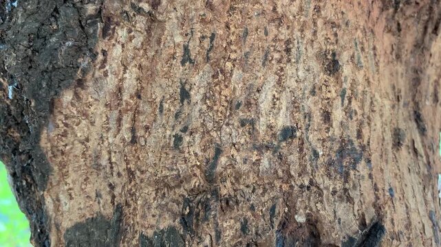 Detailed bark texture of a tree trunk
