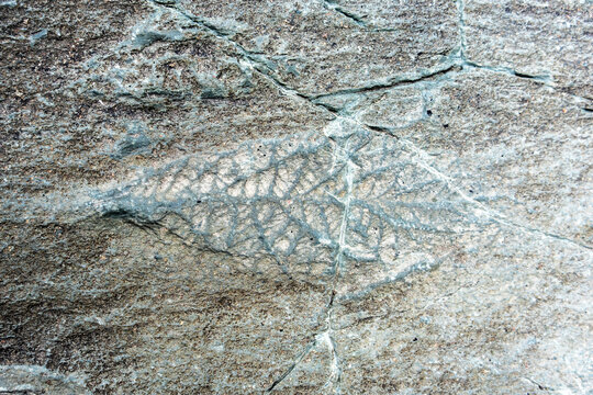 Detailed look at fossils in Mistaken Point, UNESCO World Heritage Site in Newfoundland, the oldest multicellular and complex deep-water marine fossils on Earth