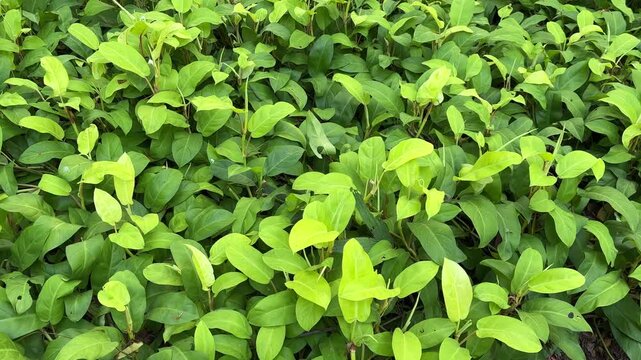 A dense growth of bright green leaves and vines