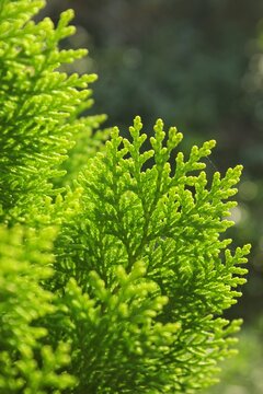 Green Thuja Arborvitae Branch with Bokeh Background and Morning Sunlight