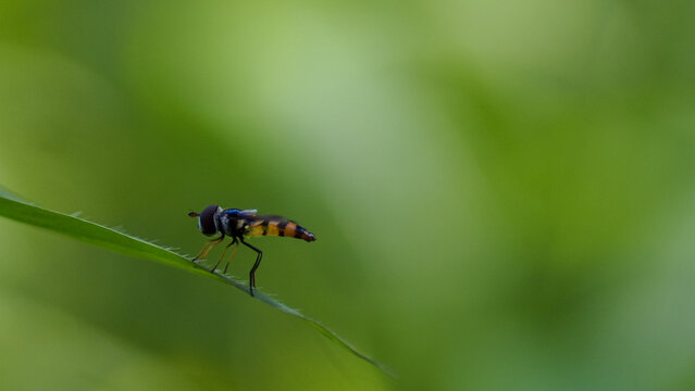 Macro shot of tiny flower fly perched on blade of grass