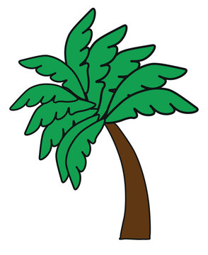 Tropical palm tree vector illustration, hand drawn green coconut palm with brown trunk, exotic summer plant icon isolated on white background
