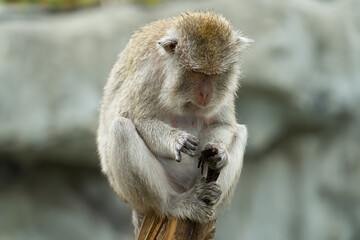Macaque monkey sitting on a wooden post and looking at something in its hands © SF