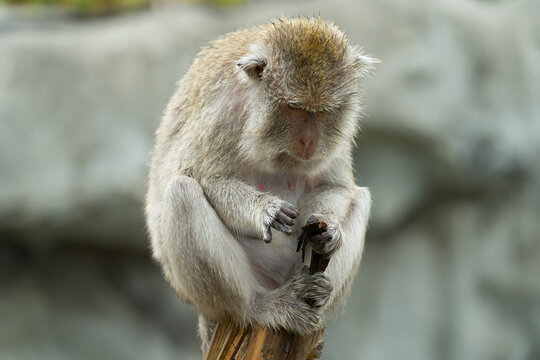 Macaque monkey sitting on a wooden post and looking at something in its hands