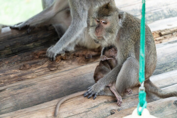 Maternal love in wildlife, close-up of a monkey mom protecting her sleeping infant © SF
