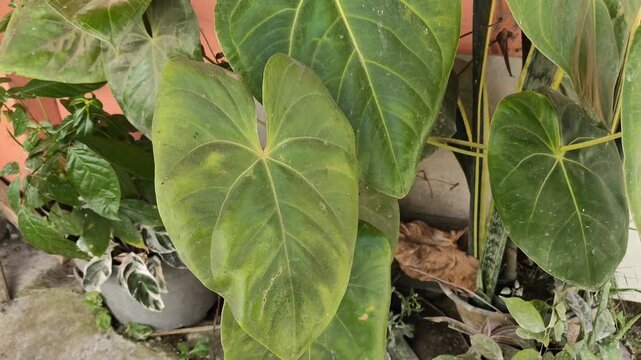 elephant ear plants in the yard