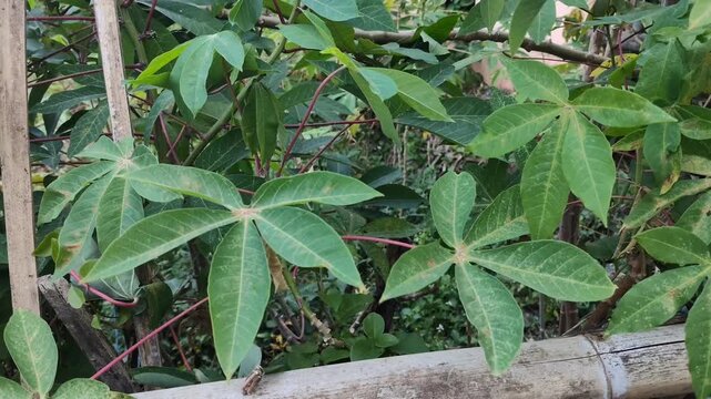 cassava leaves blown by the wind