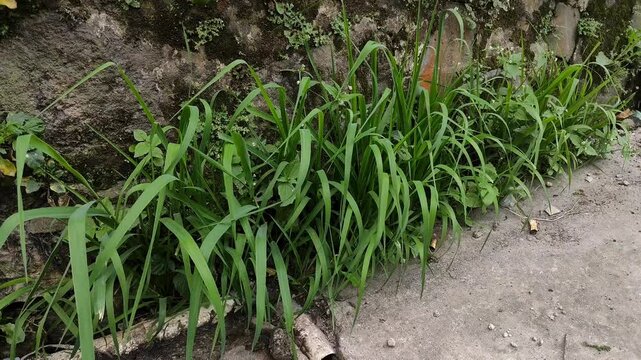 Guinea grass (Megathyrsus maximus) growing wild beside the house wall