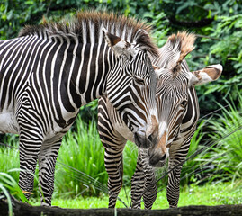 Fototapeta premium Peeking Zebra