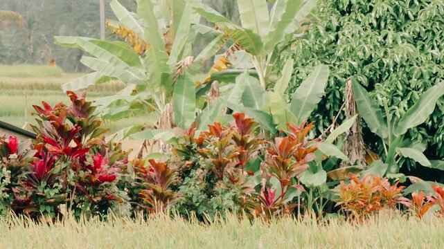 Tropical foliage with lush green banana trees and vibrant red ti plants growing outdoors in nature