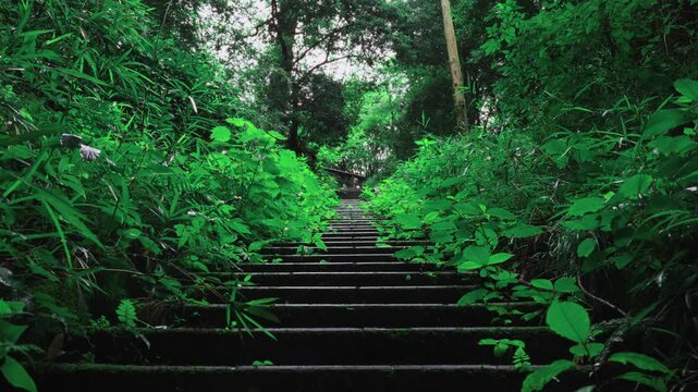Cinematic Japanese stone stairs rising to a torii gate in a lush green Tokyo forest after rain