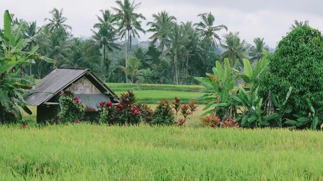 Traditional hut in green rice fields with palm trees in Bali, rural agricultural landscape concept