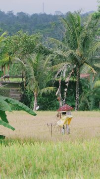Traditional Balinese scarecrow standing in a lush green rice field with palm trees in Indonesia
