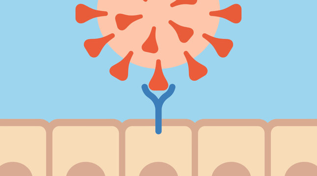 SARS-CoV-2 Spike Protein ACE2 Receptor Binding in Lung Epithelium