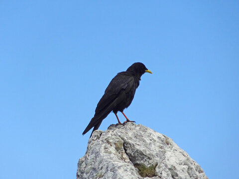Alpine chough perched on a rock against a clear blue sky