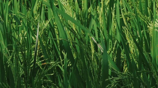 Green rice paddy field close up view, agricultural background for farming and crop production