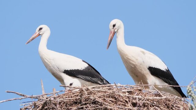 A family of white storks standing in a large nest against a clear blue sky.
