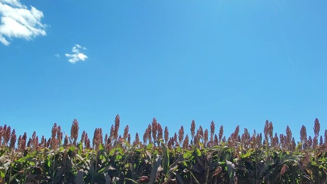 Lavoura de sorgo em produ&ccedil;&atilde;o