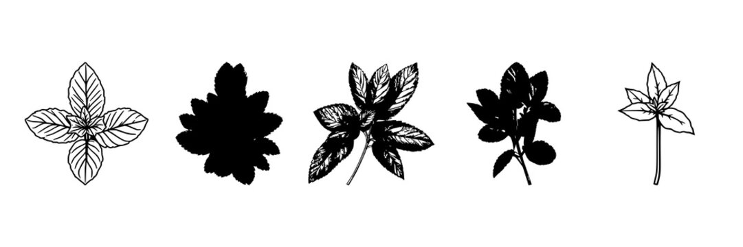 Mint sprig line drawing set with clean culinary herb symbol featuring isolated botanical illustration with white background