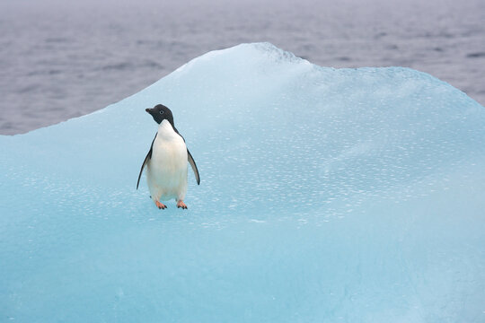 Adelie penguin on a blue iceberg