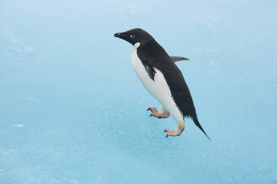 Adelie penguin on a blue iceberg