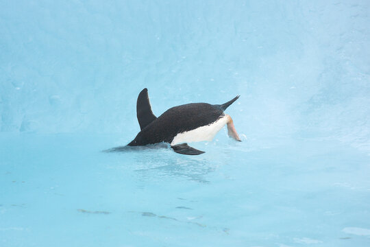 Adelie penguin on a blue iceberg