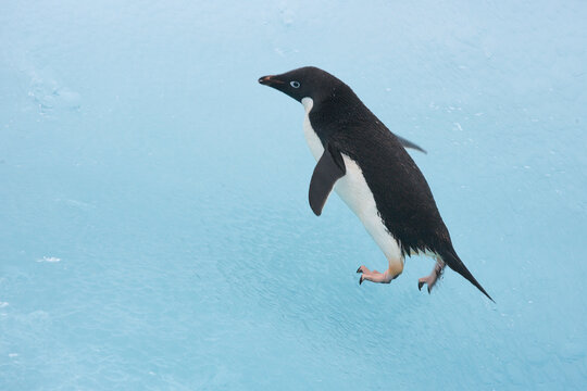 Adelie penguin on a blue iceberg